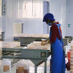 egg factory